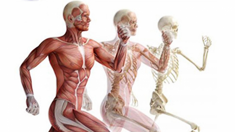 Завершилась олимпиада по анатомии человека для студентов II курса